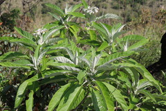 Solanum giganteum