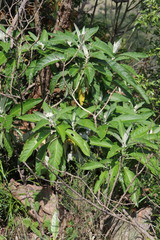 Solanum giganteum