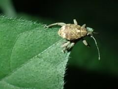 Sciobius