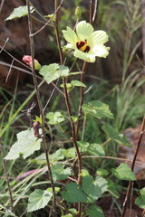 Hibiscus engleri