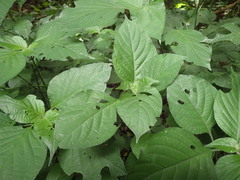 Isoglossa woodii