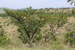 Pterocarpus angolensis