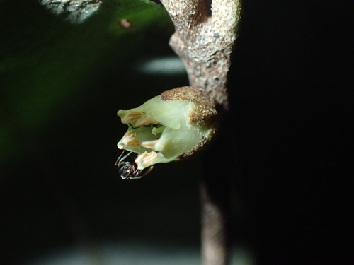 Englerophytum natalense (Englerophytum natalense)