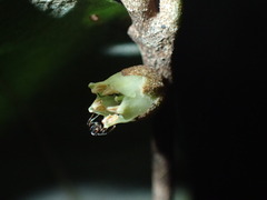 Englerophytum natalense