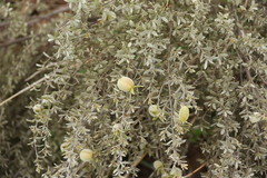 Diospyros lycioides nitens