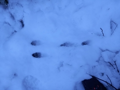 Lagomorpha