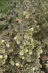 Diospyros lycioides nitens
