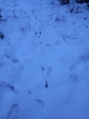 Lagomorpha