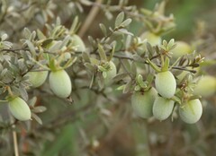Diospyros lycioides nitens