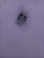 Lagomorpha