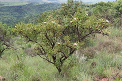 Protea caffra caffra
