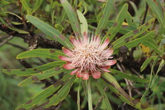Protea caffra caffra