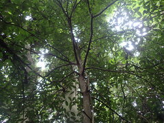 Englerophytum natalense