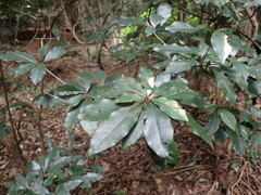 Englerophytum natalense