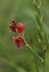 Gladiolus