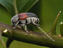 Megalostomis dimidiata
