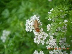 Cantharis rufa