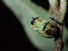 Technomyrmex albipes