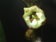 Technomyrmex albipes