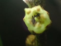 Technomyrmex albipes