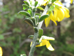 Genista pilosa