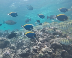 Acanthurus leucosternon
