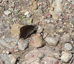 Lasiommata petropolitana