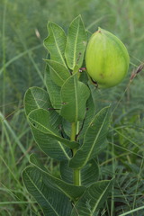 Pachycarpus appendiculatus