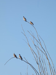 Columba palumbus