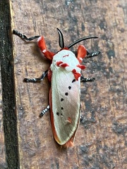 Trosia nigropunctigera