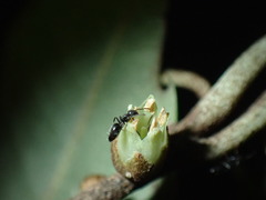 Technomyrmex albipes