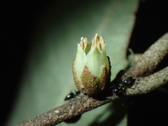 Englerophytum natalense