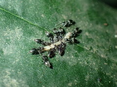 Technomyrmex albipes