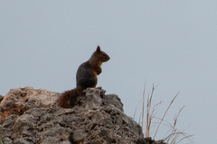 Sciurus anomalus