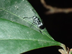 Polyrhachis schlueteri