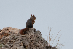 Sciurus anomalus