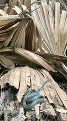 Drymobius margaritiferus