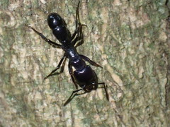 Plectroctena mandibularis