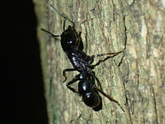 Plectroctena mandibularis