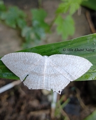 Acropteris ciniferaria