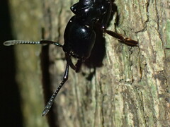 Plectroctena mandibularis