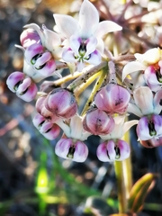 Asclepias macroura
