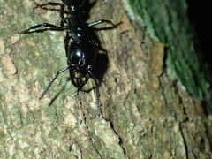 Plectroctena mandibularis