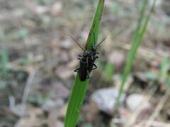 Cantharis obscura