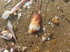 Barbatia