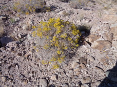 Eriogonum corymbosum