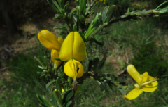 Genista pilosa