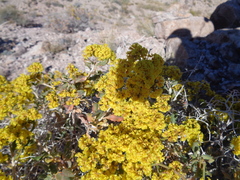 Eriogonum corymbosum