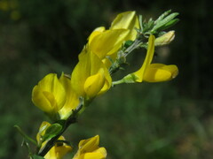 Genista pilosa