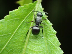 Polyrhachis viscosa